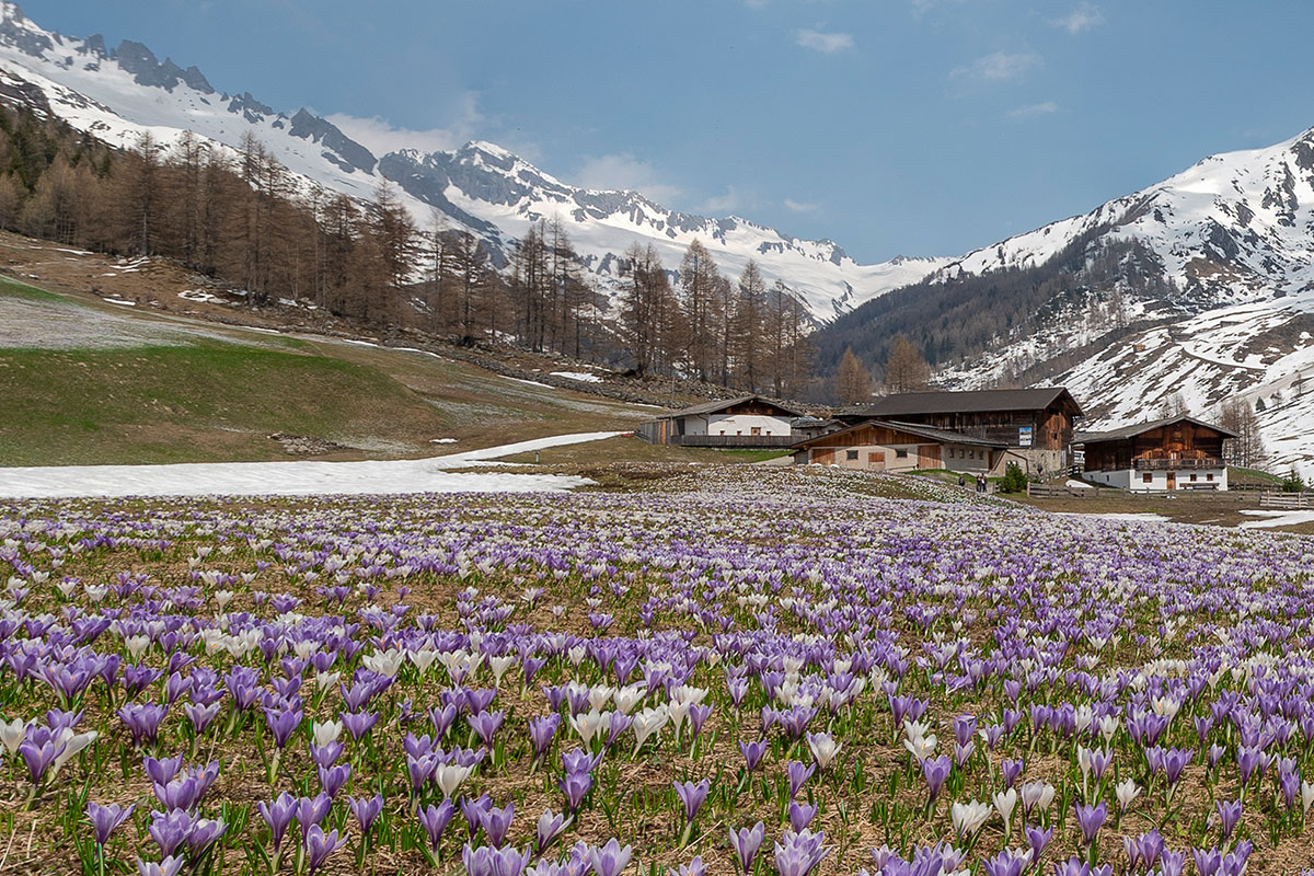 Santo Spirito in primavera